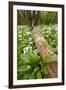 Wild Garlic - Ramsons (Allium Ursinum) Flowering in Woodland, Cornwall, England, UK, May-Ross Hoddinott-Framed Photographic Print