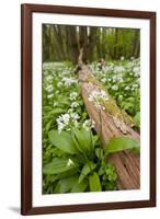 Wild Garlic - Ramsons (Allium Ursinum) Flowering in Woodland, Cornwall, England, UK, May-Ross Hoddinott-Framed Photographic Print