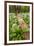 Wild Garlic - Ramsons (Allium Ursinum) Flowering in Woodland, Cornwall, England, UK, May-Ross Hoddinott-Framed Photographic Print