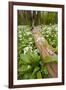 Wild Garlic - Ramsons (Allium Ursinum) Flowering in Woodland, Cornwall, England, UK, May-Ross Hoddinott-Framed Photographic Print