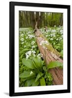 Wild Garlic - Ramsons (Allium Ursinum) Flowering in Woodland, Cornwall, England, UK, May-Ross Hoddinott-Framed Photographic Print