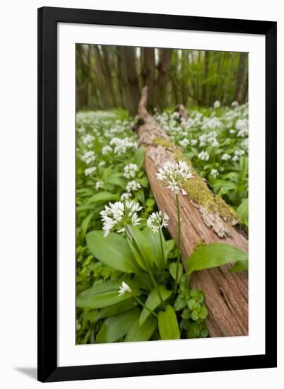 Wild Garlic - Ramsons (Allium Ursinum) Flowering in Woodland, Cornwall, England, UK, May-Ross Hoddinott-Framed Photographic Print