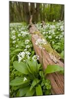 Wild Garlic - Ramsons (Allium Ursinum) Flowering in Woodland, Cornwall, England, UK, May-Ross Hoddinott-Mounted Photographic Print