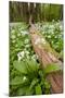 Wild Garlic - Ramsons (Allium Ursinum) Flowering in Woodland, Cornwall, England, UK, May-Ross Hoddinott-Mounted Photographic Print