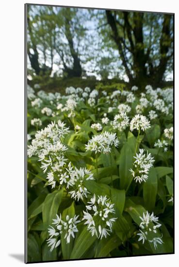 Wild Garlic - Ramsons (Allium Ursinum) Flowering In, Woodland, Cornwall, England, UK, May-Ross Hoddinott-Mounted Photographic Print