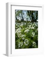 Wild Garlic - Ramsons (Allium Ursinum) Flowering In, Woodland, Cornwall, England, UK, May-Ross Hoddinott-Framed Photographic Print