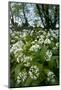 Wild Garlic - Ramsons (Allium Ursinum) Flowering In, Woodland, Cornwall, England, UK, May-Ross Hoddinott-Mounted Photographic Print