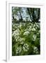 Wild Garlic - Ramsons (Allium Ursinum) Flowering In, Woodland, Cornwall, England, UK, May-Ross Hoddinott-Framed Photographic Print