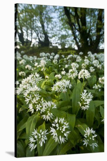 Wild Garlic - Ramsons (Allium Ursinum) Flowering In, Woodland, Cornwall, England, UK, May-Ross Hoddinott-Stretched Canvas