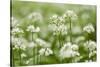 Wild Garlic - Ramsons (Allium Ursinum) Flowering in Woodland, Cornwall, England, UK, May-Ross Hoddinott-Stretched Canvas