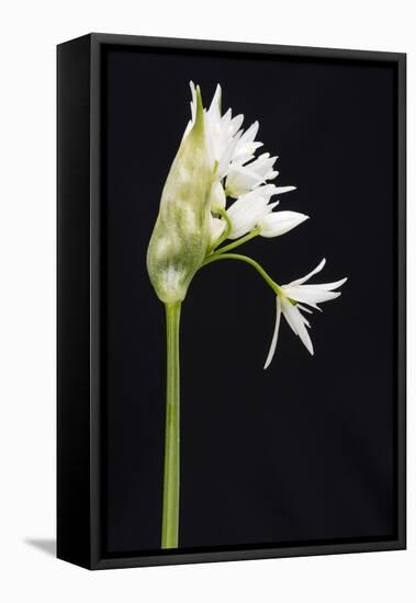 Wild Garlic - Ramsons (Allium Ursinum) in Flower, Controlled Conditions, Cornwall, England, UK-Ross Hoddinott-Framed Stretched Canvas