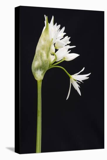 Wild Garlic - Ramsons (Allium Ursinum) in Flower, Controlled Conditions, Cornwall, England, UK-Ross Hoddinott-Stretched Canvas
