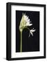 Wild Garlic - Ramsons (Allium Ursinum) in Flower, Controlled Conditions, Cornwall, England, UK-Ross Hoddinott-Framed Photographic Print