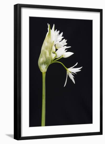 Wild Garlic - Ramsons (Allium Ursinum) in Flower, Controlled Conditions, Cornwall, England, UK-Ross Hoddinott-Framed Photographic Print