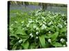 Wild Garlic Ramsons Among Bluebells in Spring Woodland, Lanhydrock, Cornwall, UK-Ross Hoddinott-Stretched Canvas