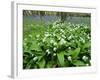 Wild Garlic Ramsons Among Bluebells in Spring Woodland, Lanhydrock, Cornwall, UK-Ross Hoddinott-Framed Photographic Print