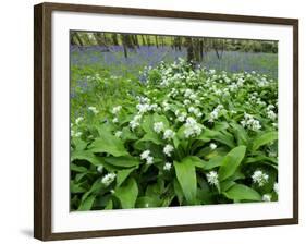 Wild Garlic Ramsons Among Bluebells in Spring Woodland, Lanhydrock, Cornwall, UK-Ross Hoddinott-Framed Photographic Print