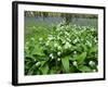 Wild Garlic Ramsons Among Bluebells in Spring Woodland, Lanhydrock, Cornwall, UK-Ross Hoddinott-Framed Photographic Print
