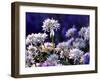 Wild Garlic Ramsons Among Bluebells, Lanhydrock Woodland, Cornwall, UK-Ross Hoddinott-Framed Photographic Print