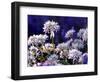 Wild Garlic Ramsons Among Bluebells, Lanhydrock Woodland, Cornwall, UK-Ross Hoddinott-Framed Photographic Print