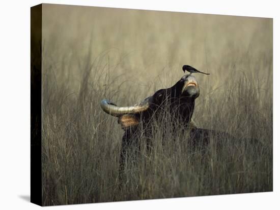 Wild Gaur, Adult Bull Endangered, with Black Drongo on Nose. Bandhavgarh Np, Madhya Pradesh, India-Jean-pierre Zwaenepoel-Stretched Canvas