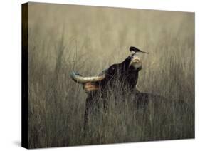 Wild Gaur, Adult Bull Endangered, with Black Drongo on Nose. Bandhavgarh Np, Madhya Pradesh, India-Jean-pierre Zwaenepoel-Stretched Canvas