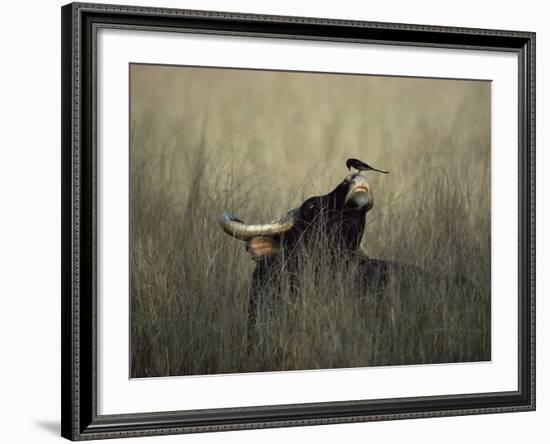 Wild Gaur, Adult Bull Endangered, with Black Drongo on Nose. Bandhavgarh Np, Madhya Pradesh, India-Jean-pierre Zwaenepoel-Framed Photographic Print