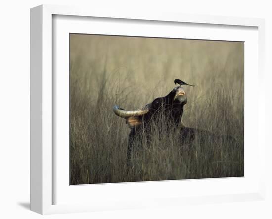 Wild Gaur, Adult Bull Endangered, with Black Drongo on Nose. Bandhavgarh Np, Madhya Pradesh, India-Jean-pierre Zwaenepoel-Framed Photographic Print