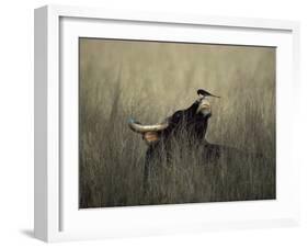 Wild Gaur, Adult Bull Endangered, with Black Drongo on Nose. Bandhavgarh Np, Madhya Pradesh, India-Jean-pierre Zwaenepoel-Framed Photographic Print