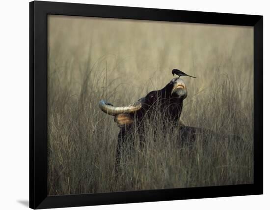 Wild Gaur, Adult Bull Endangered, with Black Drongo on Nose. Bandhavgarh Np, Madhya Pradesh, India-Jean-pierre Zwaenepoel-Framed Photographic Print