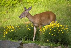 Deer In The Flowers-Wild Geese-Photographic Print