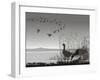 Wild Geese, Delayed Migrating-Gepard-Framed Art Print