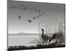 Wild Geese, Delayed Migrating-Gepard-Mounted Art Print