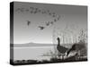 Wild Geese, Delayed Migrating-Gepard-Stretched Canvas