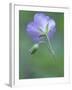 Wild Geranium at the North Carolina Zoological Park in Asheboro, North Carolina-Melissa Southern-Framed Photographic Print