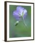 Wild Geranium at the North Carolina Zoological Park in Asheboro, North Carolina-Melissa Southern-Framed Photographic Print