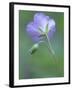 Wild Geranium at the North Carolina Zoological Park in Asheboro, North Carolina-Melissa Southern-Framed Photographic Print