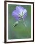 Wild Geranium at the North Carolina Zoological Park in Asheboro, North Carolina-Melissa Southern-Framed Photographic Print