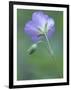 Wild Geranium at the North Carolina Zoological Park in Asheboro, North Carolina-Melissa Southern-Framed Photographic Print