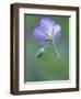 Wild Geranium at the North Carolina Zoological Park in Asheboro, North Carolina-Melissa Southern-Framed Photographic Print