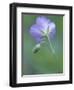 Wild Geranium at the North Carolina Zoological Park in Asheboro, North Carolina-Melissa Southern-Framed Photographic Print