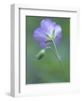 Wild Geranium at the North Carolina Zoological Park in Asheboro, North Carolina-Melissa Southern-Framed Photographic Print