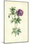 Wild Geranium-Frederick Edward Hulme-Mounted Giclee Print