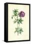 Wild Geranium-Frederick Edward Hulme-Framed Stretched Canvas