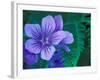 Wild Geraniums of the Aleutian Islands, Alaska, USA-Darrell Gulin-Framed Photographic Print