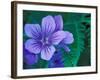 Wild Geraniums of the Aleutian Islands, Alaska, USA-Darrell Gulin-Framed Photographic Print