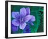 Wild Geraniums of the Aleutian Islands, Alaska, USA-Darrell Gulin-Framed Photographic Print