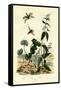 Wild Ginger, 1833-39-null-Framed Stretched Canvas