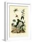 Wild Ginger, 1833-39-null-Framed Giclee Print