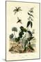 Wild Ginger, 1833-39-null-Mounted Giclee Print